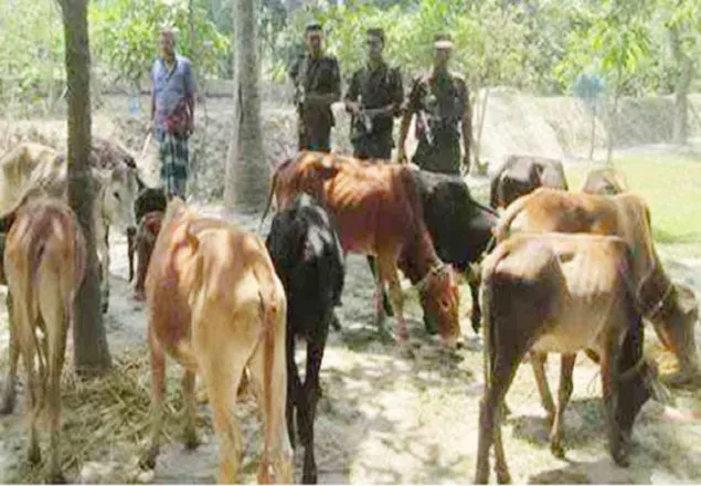 বেনাপোলে ১২টি ভারতীয় গরু আটক
