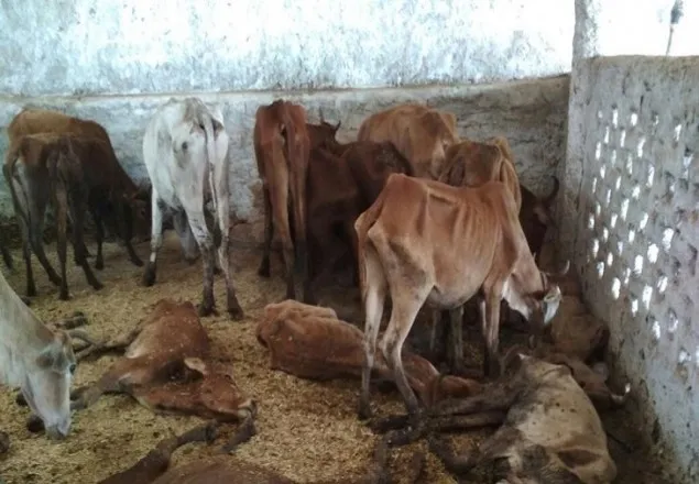 ভারতে অপুষ্টিতে গরু মরায় বিজেপি নেতা গ্রেফতার
