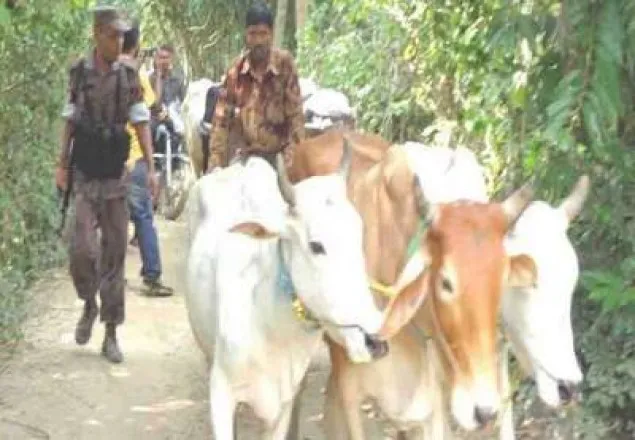 বিজিবির অভিযানে ৮ গরুসহ ২ মিয়ানমার নাগরিক আটক