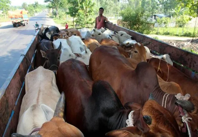 বেনাপোল সীমান্তে বৈধ-অবৈধ উভয়পথে গরু আসছে