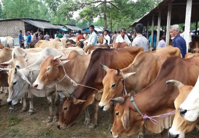 বাংলাদেশে পশু আমদানি কমেছে ৭৫ ভাগ, ভারত হারাচ্ছে সাড়ে ৭’শ কোটি রুপি 