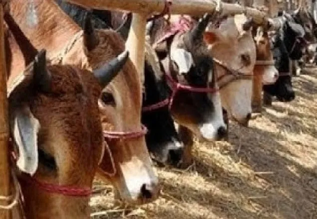 গরুর দাম নিয়ে শঙ্কায় খামারি ও কৃষকরা