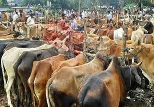 কিভাবে চিনবেন দেশি গরু