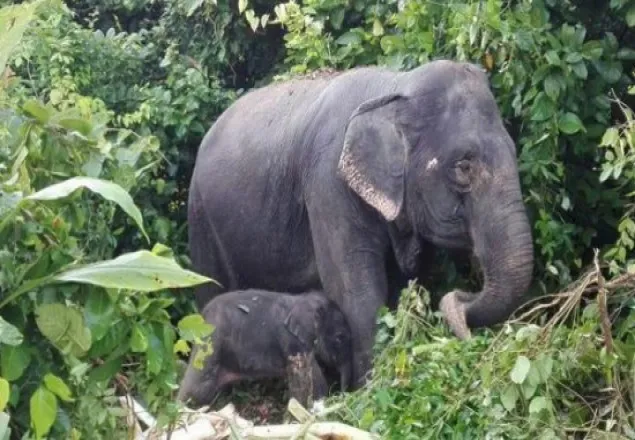 বঙ্গবন্ধু সাফারি পার্কে মা হলো মুক্তি রানী   