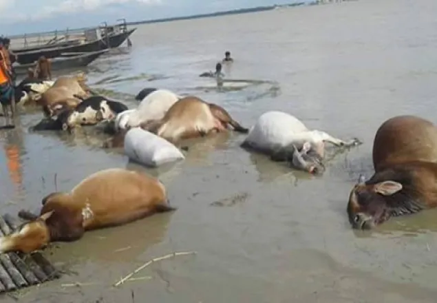 পদ্মায় ট্রলার ডুবিতে ৪৬ গরুর মৃত্যু