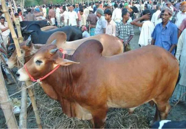লালমনিরহাটে গরুর হাটে অতিরিক্ত টোল আদায়