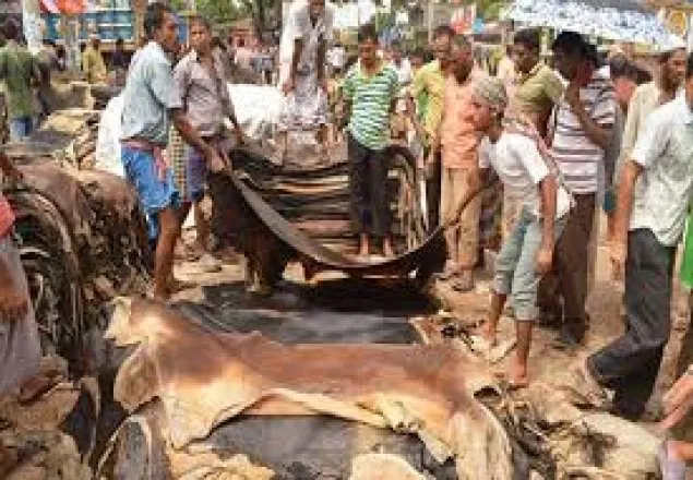 চামড়া নিয়ে বিপাকে ব্যবসায়ীরা