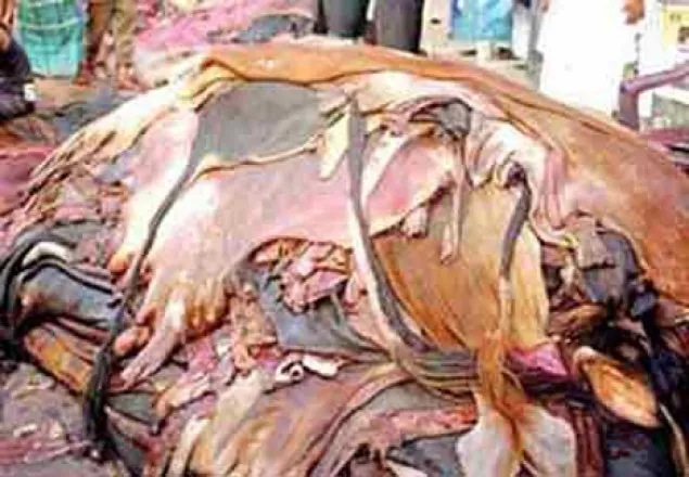 চামড়া পাচার প্রতিরোধে সীমান্তে সতর্কতা জারি 