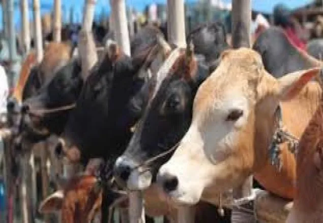 গোরক্ষার নামে বাড়াবাড়ি রুখতে নির্দেশ