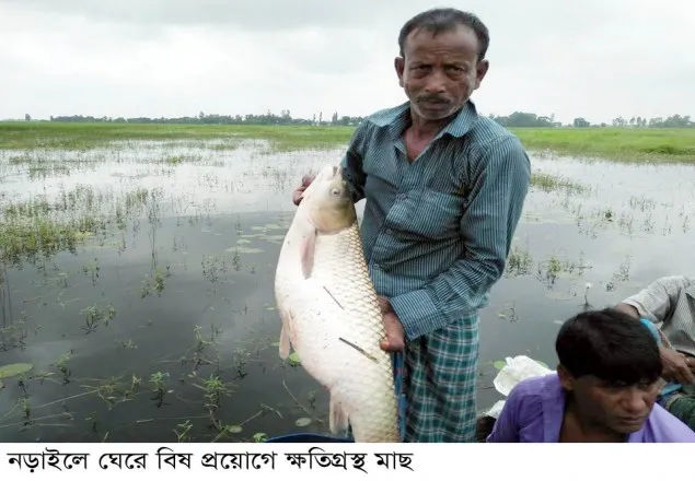 নড়াইলে মাছের ঘেরে বিষ প্রয়োগে ১১ লাখ টাকার ক্ষতি
