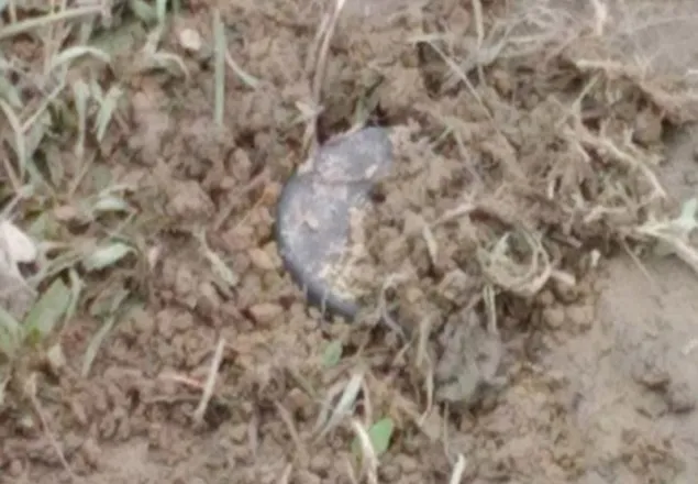 এবার স্থলমাইন বিস্ফোরণে বাংলাদেশি নিহত