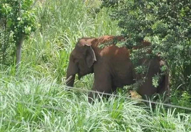 রোহিঙ্গা ক্যাম্পে বন্যহাতির আক্রমণ, নিহত ২