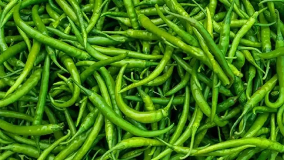 ভারত থেকে ২৮ টাকা কেজি দরে মরিচ আমদানি, বিক্রি ৩০০ টাকায়