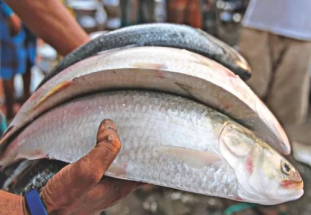 আজ থেকে ২২ দিন ইলিশ ধরা-বিক্রি নিষিদ্ধ 
