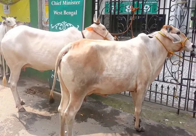 ভারতে বড় ষড়যন্ত্র: দু’টি গরু জবাই করল ২ হিন্দু 