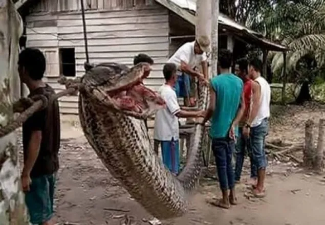 ২৬ ফুট লম্বা সাপটিকে খেয়েই ফেললো গ্রামবাসী   
