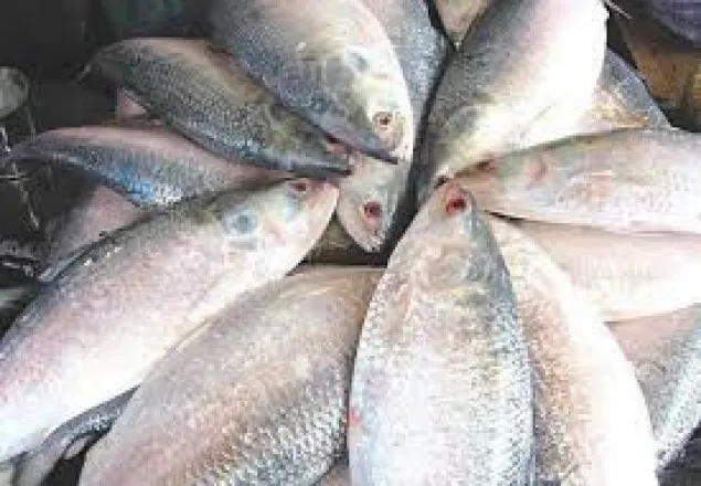 বাংলাদেশের উপকূলে ইলিশ ধরছে  ভারত-মিয়ানমার