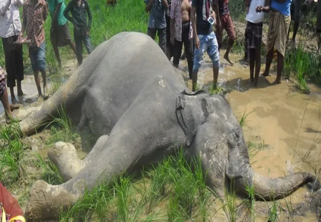 শেরপুরে ফের বন্যহাতির মৃত্যু  