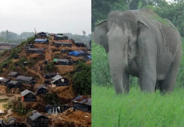 রোহিঙ্গা ক্যাম্পে বন্য হাতির হামলায় ৪ জন নিহত  