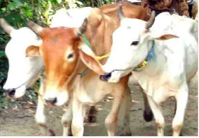 ভারতে গো-রক্ষার নামে ফের মুসলমানদের গরু ছিনতাই