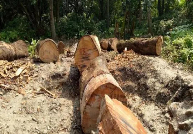 ঐতিহ্যবাহী গাছ কাটায় তিন প্রকৌশলী বরখাস্ত