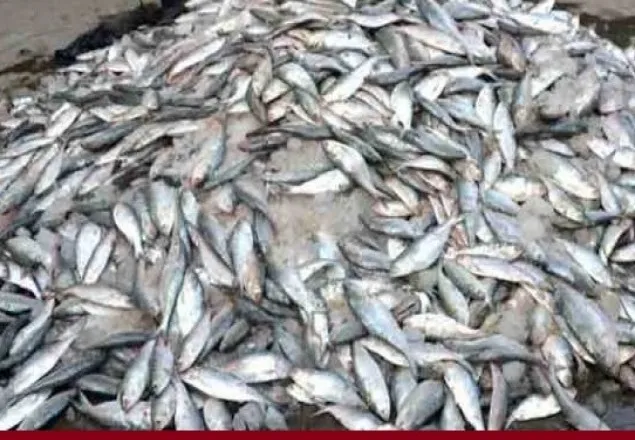 ভোলায় জাটকা ধরার অপরাধে ৪০ জেলে আটক 