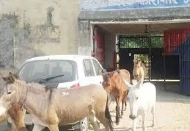 জেল খাটল ৮ গাধা