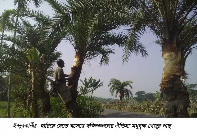 হারিয়ে যেতে বসেছে দক্ষিণাঞ্চলের ঐতিহ্য মধুবৃক্ষ খেজুর গাছ