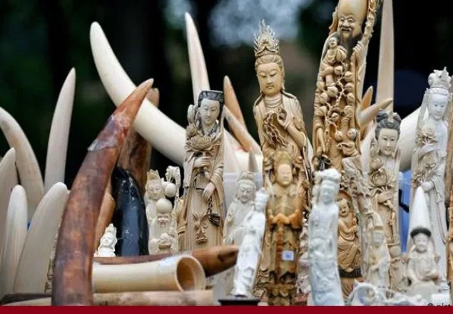 হাতির দাঁতের ব্যবসা নিষিদ্ধ করলো চীন  