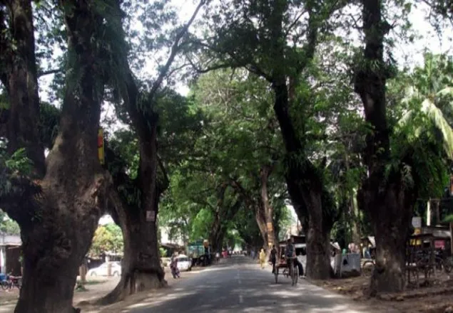 যশোরে শতবর্ষী গাছ কাটা বন্ধে নোটিস