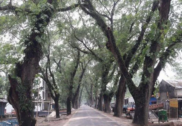 যশোরে গাছ কাটা স্থগিত