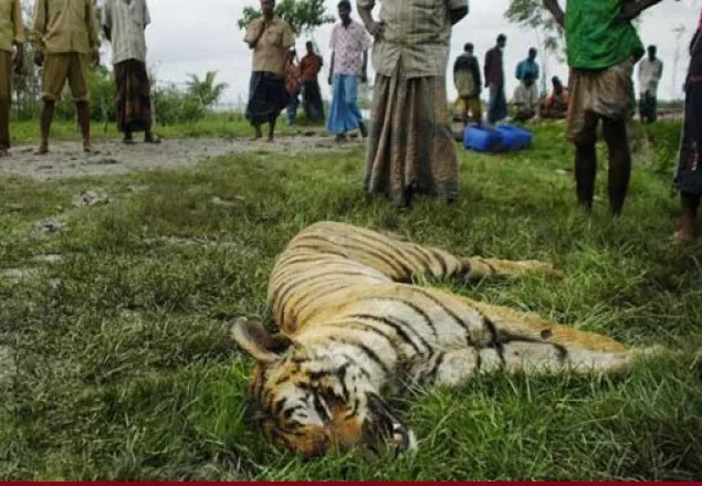 সুন্দরবনের বাঘ লোকালয়ে, আতঙ্কে পিটিয়ে হত্যা   