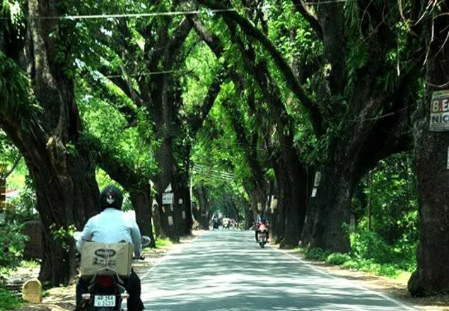 যশোরে গাছ রক্ষায় শুধু জমি বাবদ ১০ হাজার কোটি টাকা   