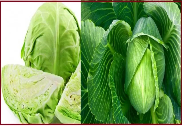 বাঁধাকপি ডায়াবেটিস প্রতিরোধে কার্যকর