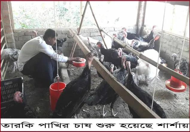 টার্কির বানিজ্যিক চাষ শুরু হয়েছে শার্শায়