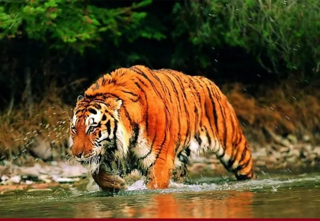 সুন্দরবনে শুরু হচ্ছে বাঘ শুমারি: কিভাবে হয় ক্যামেরা ট্র্যাপিং?  