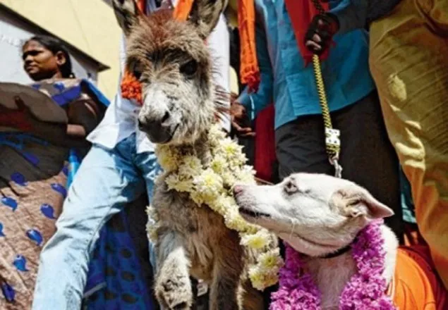 ভালোবাসা দিবস উপলক্ষে কুকুর-গাধার বিয়ে!