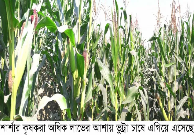 ভুট্রা চাষ লাভ জনক হওয়ায়, শার্শার কৃষকরা ঝুঁকছে ভুট্রা চাষ