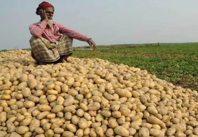 আলু নিয়ে বিপাকে কৃষক!