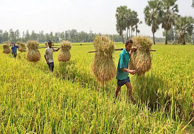 লাগামহীন কৃষিঋণের খেলাপি