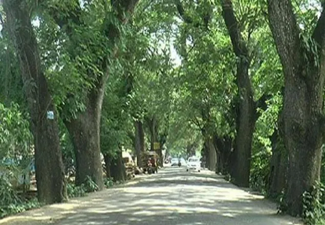 গাছ রেখেই মহাসড়ক পুনঃনির্মাণের সুপারিশ