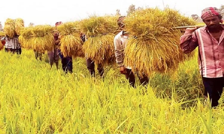 হাওরে ৯০ শতাংশ ধান কাটা শেষ
