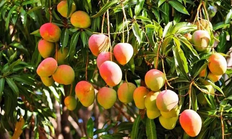 যে কৌশলে পাকা আম কিনলে ঠকবেন না