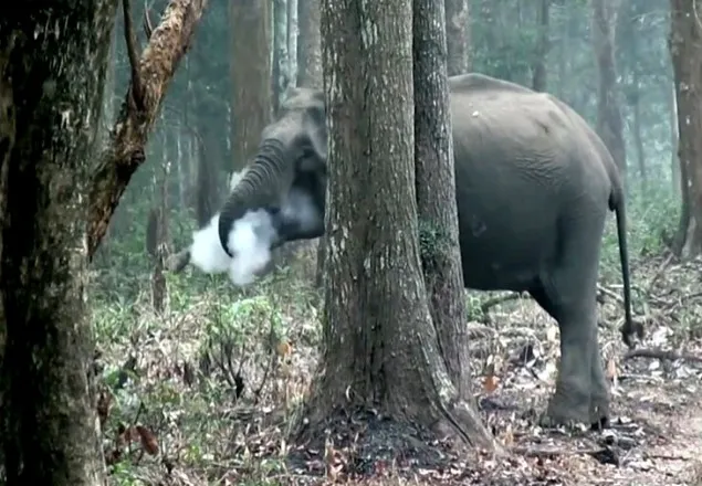 হাতির ধূমপানের ভিডিও ভাইরাল