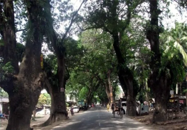 ‘যশোর রোডের’ ঐতিহাসিক গাছ রক্ষার পক্ষে সংসদীয় কমিটি