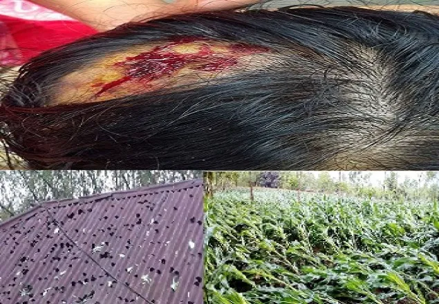 পলাশবাড়ীতে ঝড়ো হাওয়া ও ভারী শিলা বৃষ্টি, আহত ৫০