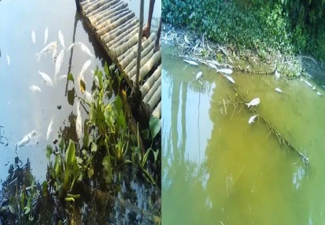 বিষ দিয়ে ২০ লাখ টাকার মাছ নিঃশেষ
