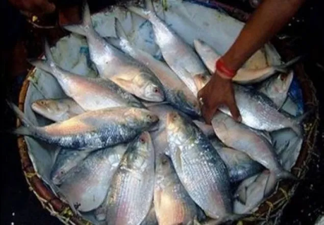 ইলিশের গায়ে আগুন!