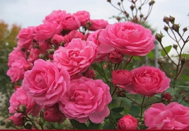 গোলাপের সুগন্ধের রহস্য উন্মোচন     