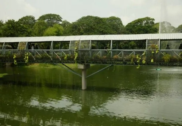 ধানমণ্ডি লেকে গাছ পড়ে সরকারি কর্মকর্তা নিহত